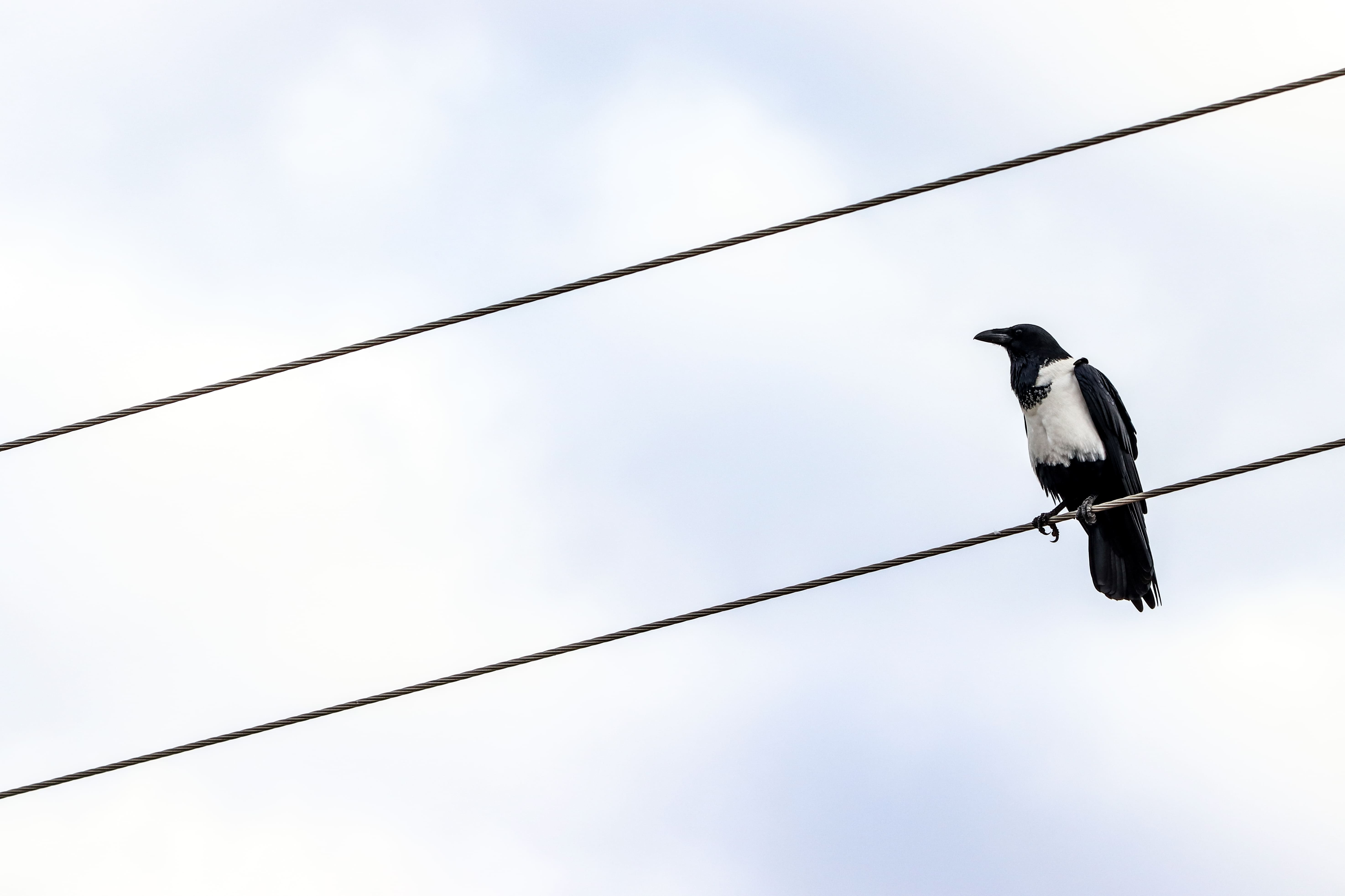 A solitary crow perched on a wire against a clear sky.