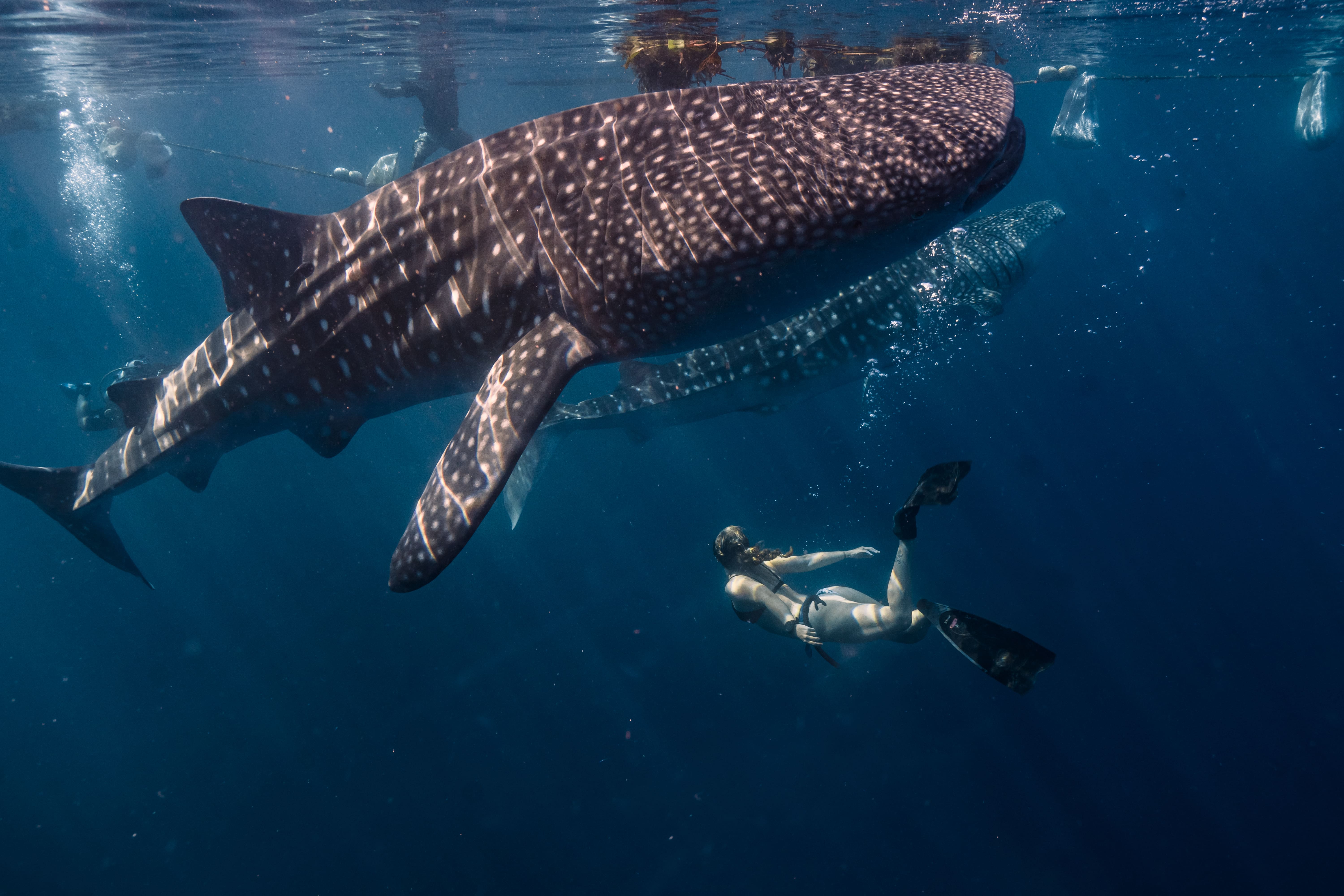 A diver encounters a majestic whale shark in the tranquil depths of the ocean, showcasing the serene beauty and scale of underwater life.